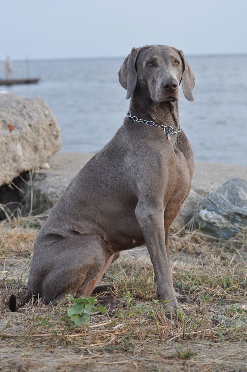 Weimaraner