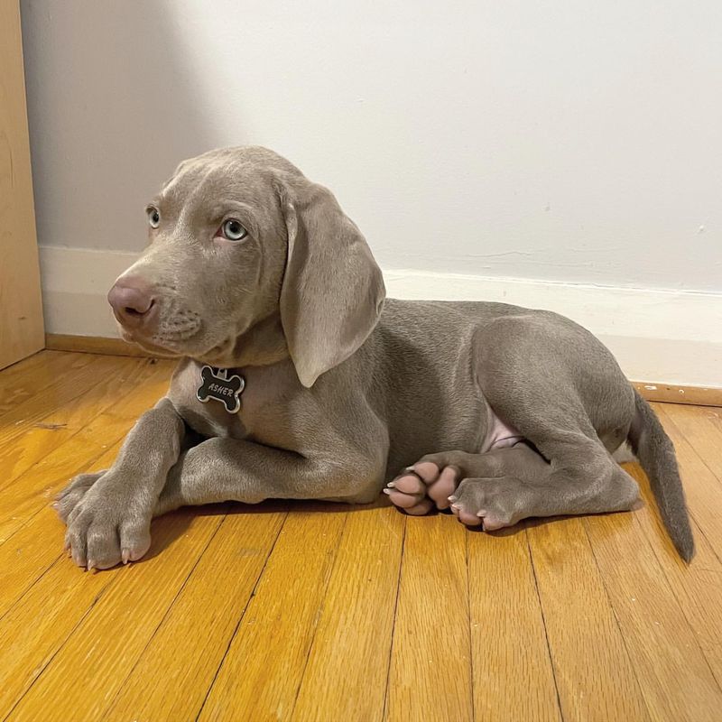 Weimaraner