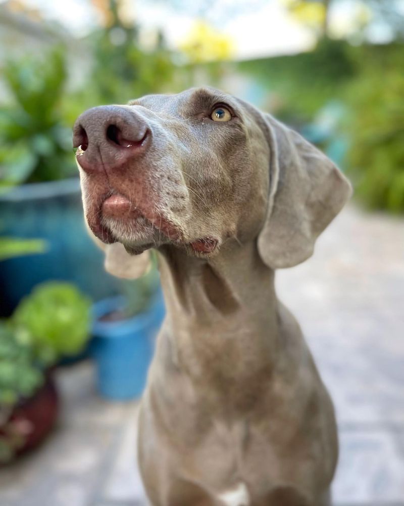 Weimaraner