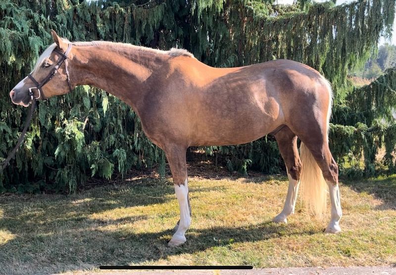 Welsh Mountain Pony