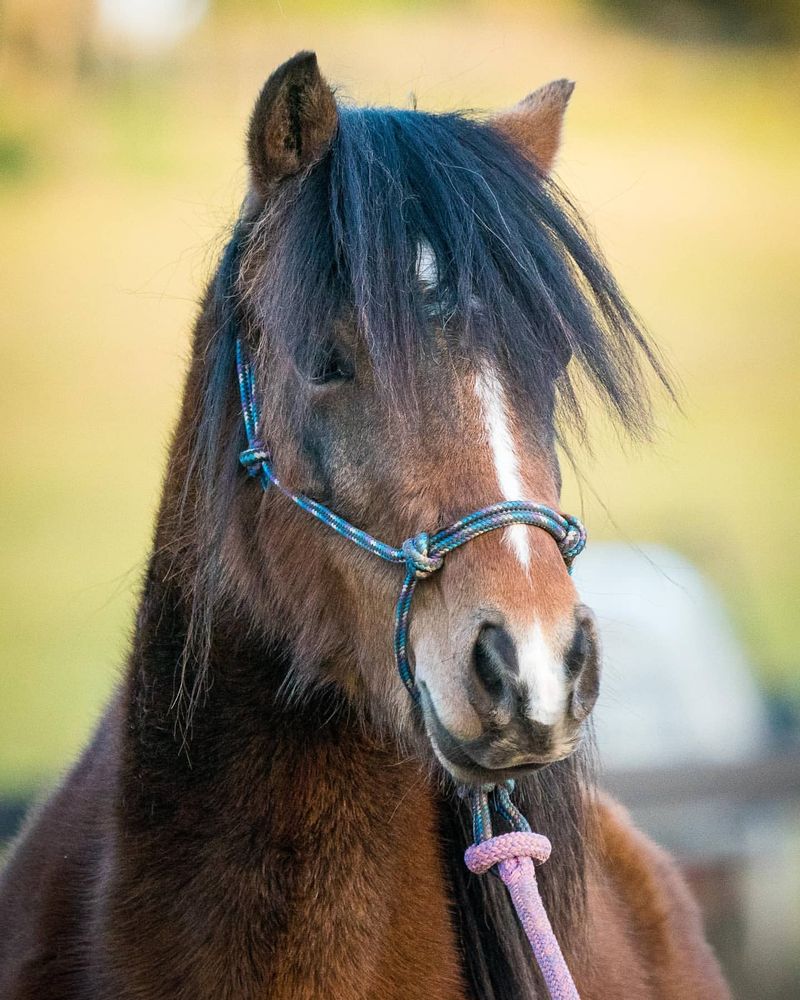 Welsh Pony