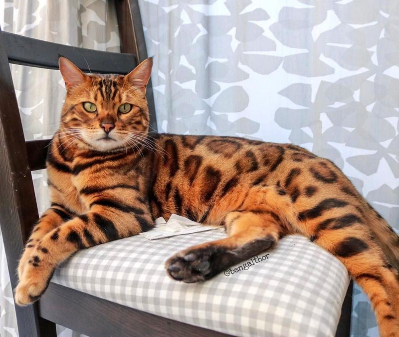 Which Cat You Should Own, According to Your Zodiac Sign