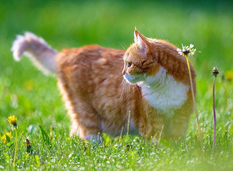 Whiskers Assist in Spatial Awareness