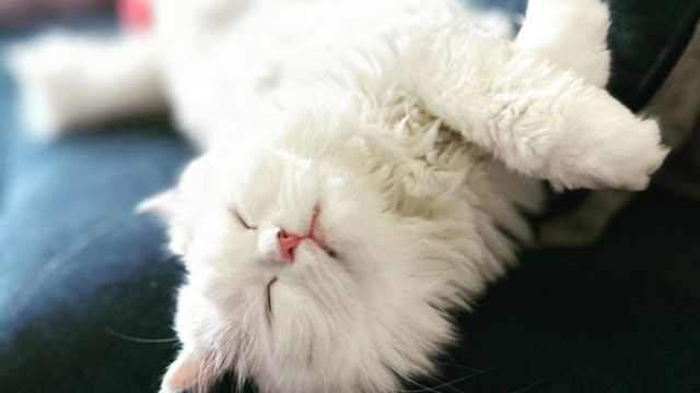 Who Are the Kings and Queens of Napping Meet the 6 Sleepiest Cat Breeds Out There