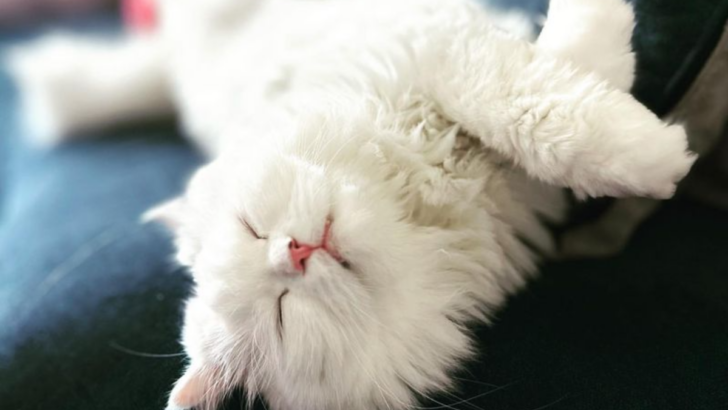 Who Are the Kings and Queens of Napping? Meet the 6 Sleepiest Cat Breeds Out There