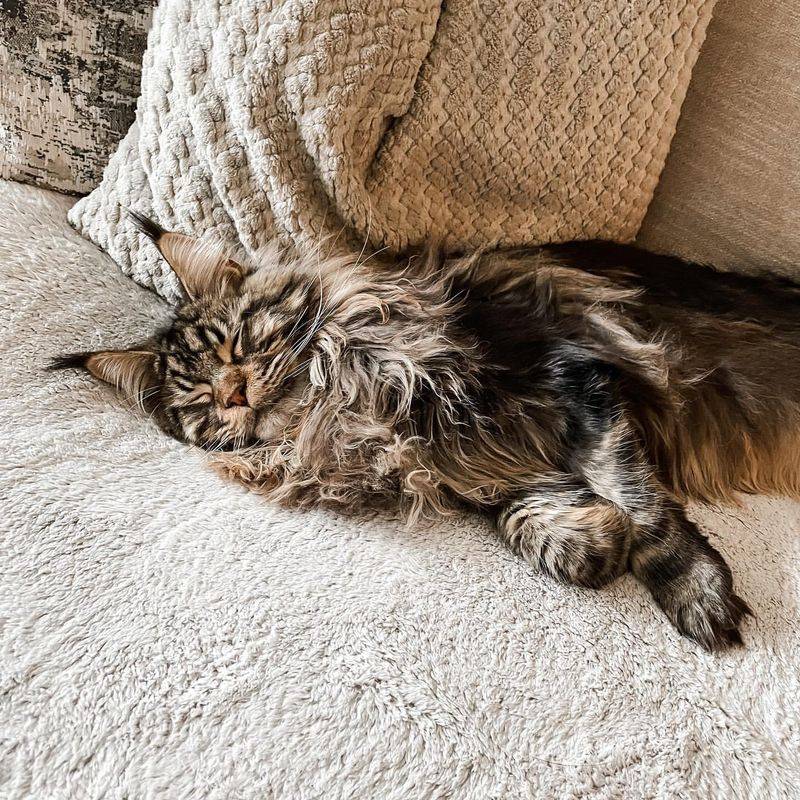 Who Are the Kings and Queens of Napping? Meet the 6 Sleepiest Cat Breeds Out There