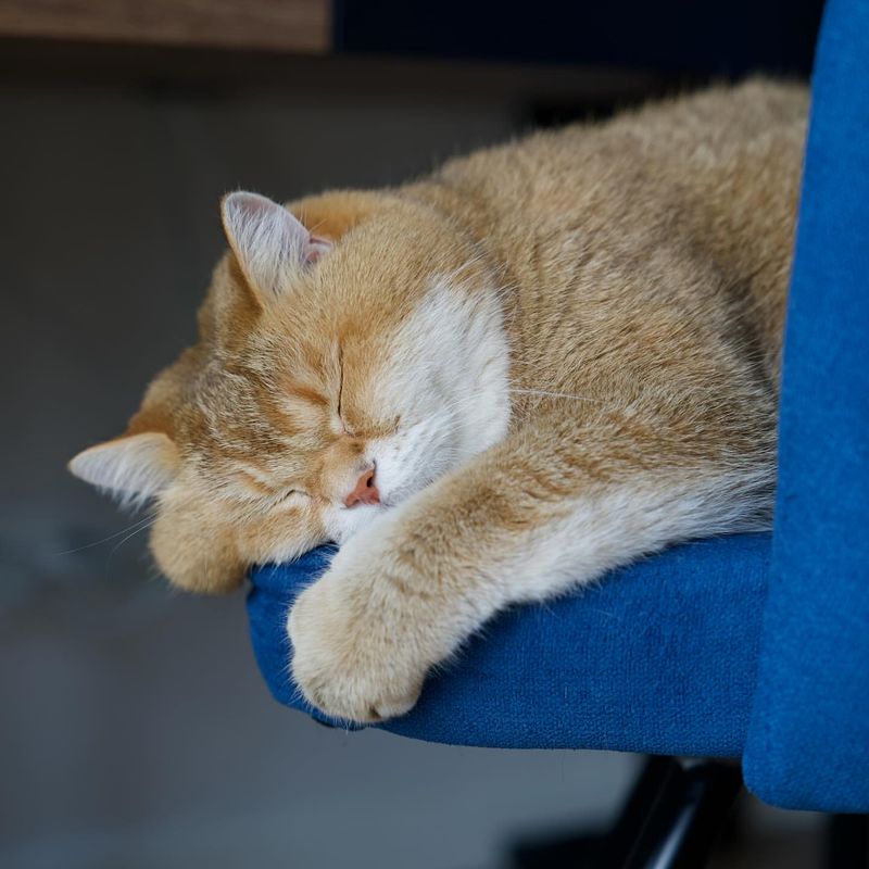 Why Are Cats Always Sleeping? 9 Reasons That Will Surprise You!