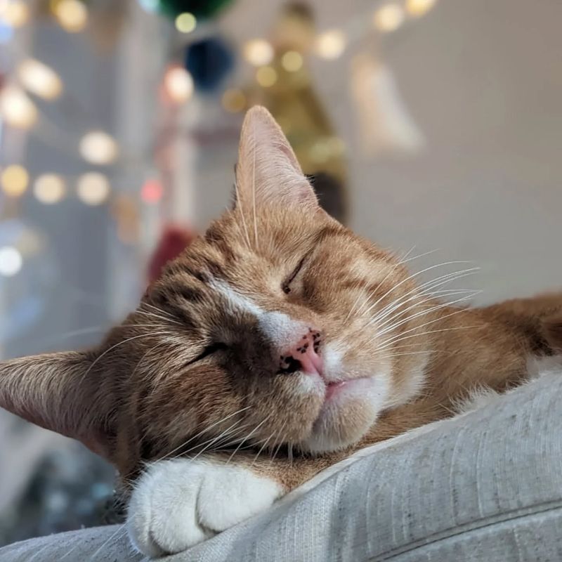 Why Are Cats Always Sleeping? 9 Reasons That Will Surprise You!