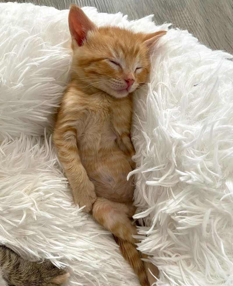 Why Are Cats Always Sleeping? 9 Reasons That Will Surprise You!