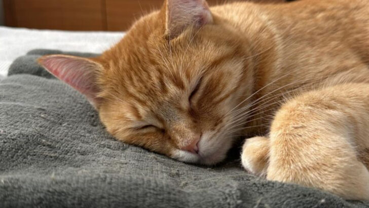 Why Are Cats Always Sleeping? 9 Reasons That Will Surprise You!