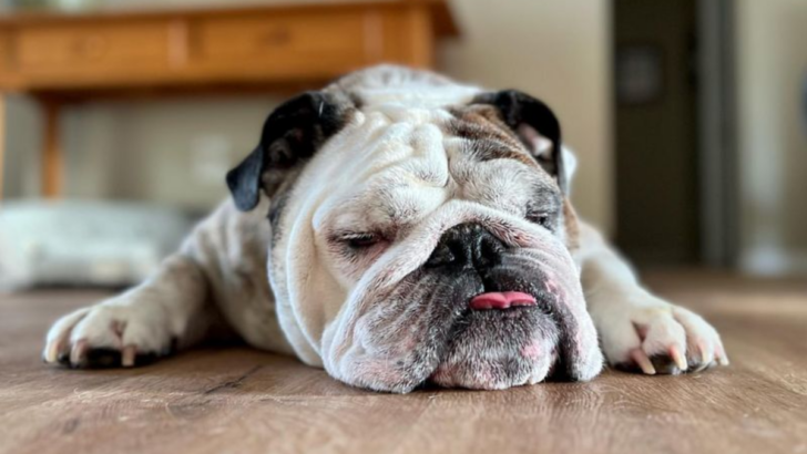 Why Bark When You Can Chill? 10 Dog Breeds Too Sweet to Be Aggressive