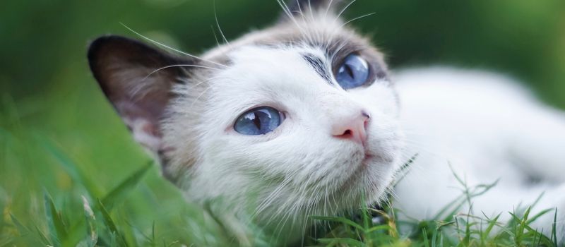 Why Do Cats Bring Gifts to Humans? 10 Surprising Reasons Explained