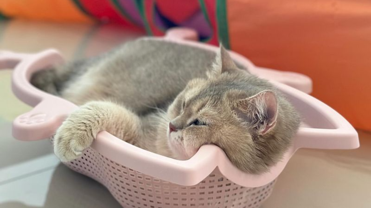 Why Do Cats Do That 10 Strange Feline Habits Demystified