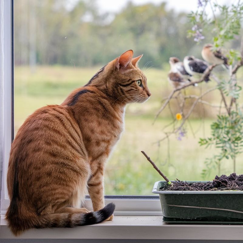 Why Do Cats Do That? Understanding 10 Bizarre Feline Behaviors