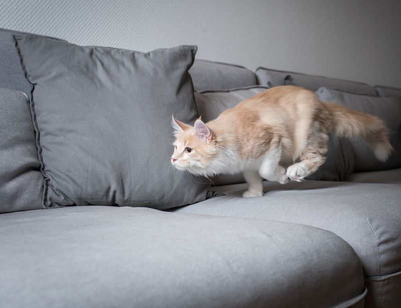 Why Do Cats Do That? Understanding 10 Bizarre Feline Behaviors