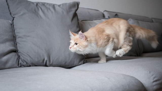Why Do Cats Do That Understanding 10 Bizarre Feline Behaviors