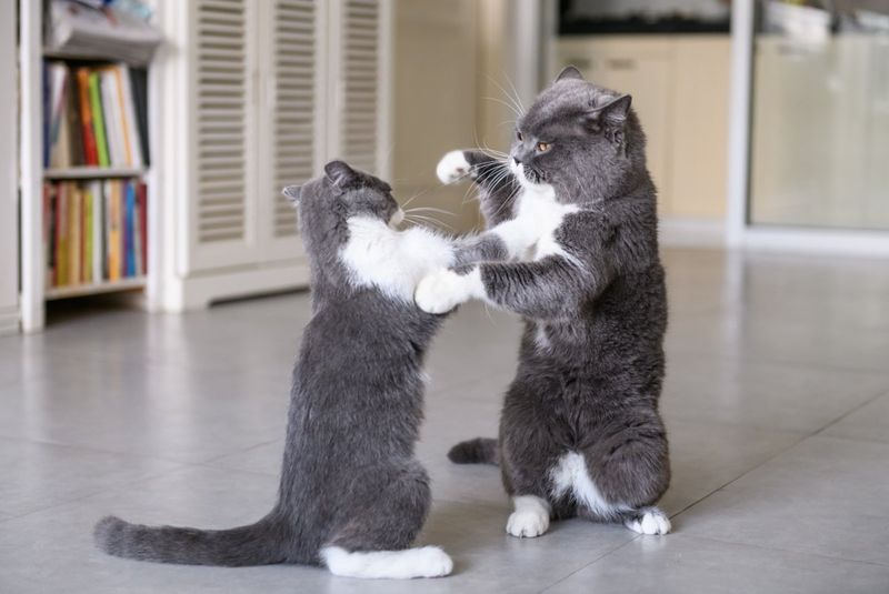 Why Do Cats Fight? Here Are 9 Shocking Reasons (And How to End the Drama)