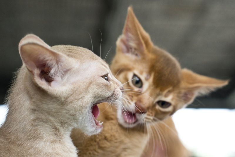 Why Do Cats Fight? Here Are 9 Shocking Reasons (And How to End the Drama)