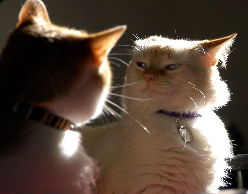 Why Do Cats Fight? Here Are 9 Shocking Reasons (And How to End the Drama)