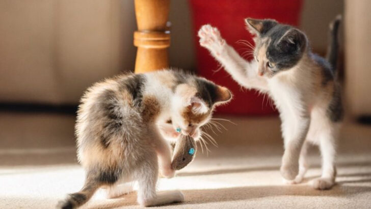 Why Do Cats Fight? Here Are 9 Shocking Reasons (And How to End the Drama)