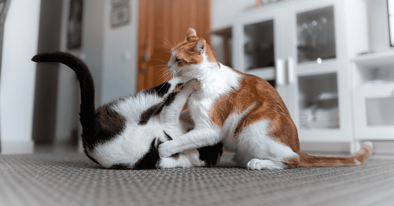 Why Do Cats Fight? Here Are 9 Shocking Reasons (And How to End the Drama)