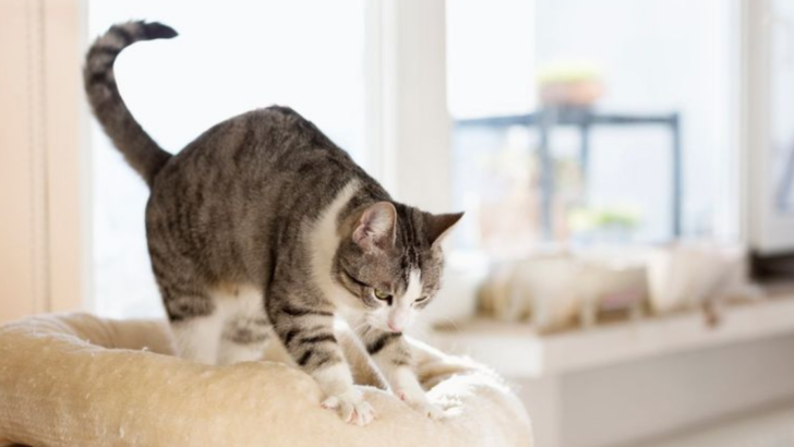 Why Do Cats Knead? Here Are 7 Mind-Blowing Facts About This Cute Phenomenon