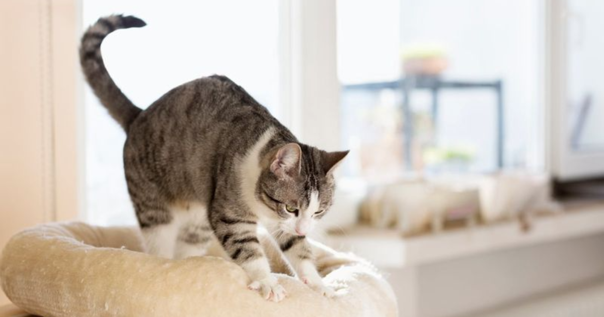 Why Do Cats Knead Here Are 7 Mind-Blowing Facts About This Cute Phenomenon