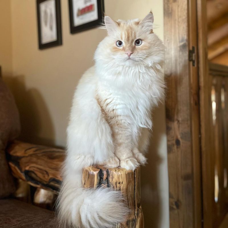 Why Do Cats Love High Places? 6 Possible Explanations for Perching