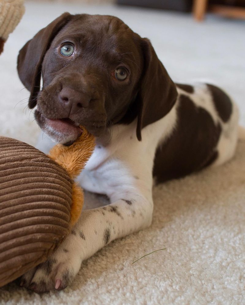 Why Do Dogs Tilt Their Heads? 9 Adorable Reasons Behind the Head Tilt Phenomenon