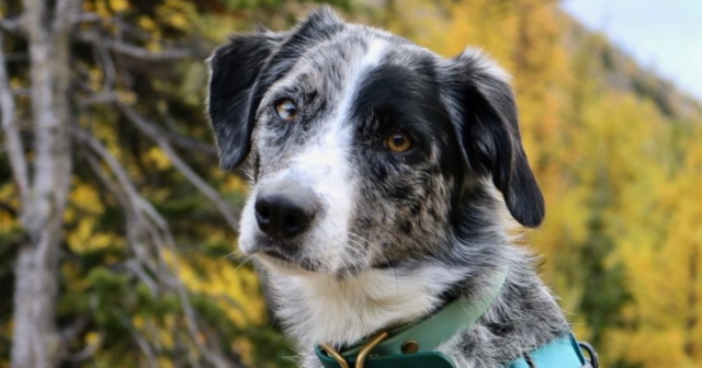 Why Do Dogs Tilt Their Heads 9 Adorable Reasons Behind the Head Tilt Phenomenon