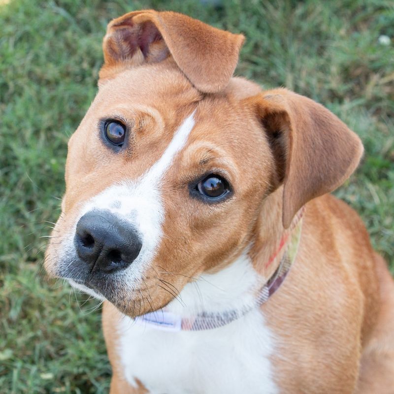 Why Do Dogs Tilt Their Heads? 9 Adorable Reasons Behind the Head Tilt Phenomenon