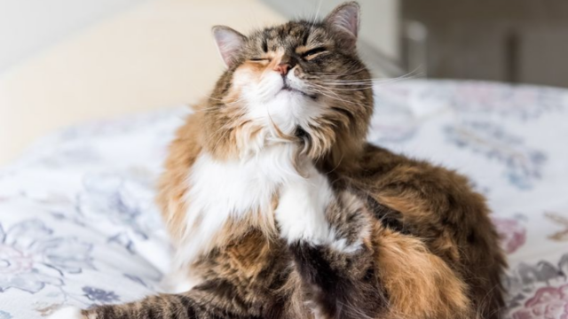 Why Does My Cat Have Dandruff 11 Causes and Easy Fixes