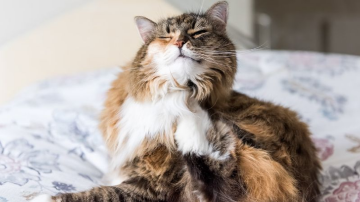 Why Does My Cat Have Dandruff? 11 Causes and Easy Fixes