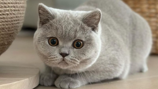 Why Does Your Cat Stare at You While You Sleep 8 Reasons Behind the Feline Gaze