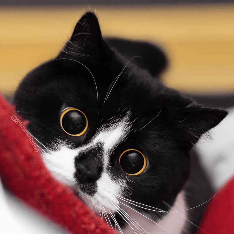 Why Does Your Cat Stare at You While You Sleep? 8 Reasons Behind the Feline Gaze