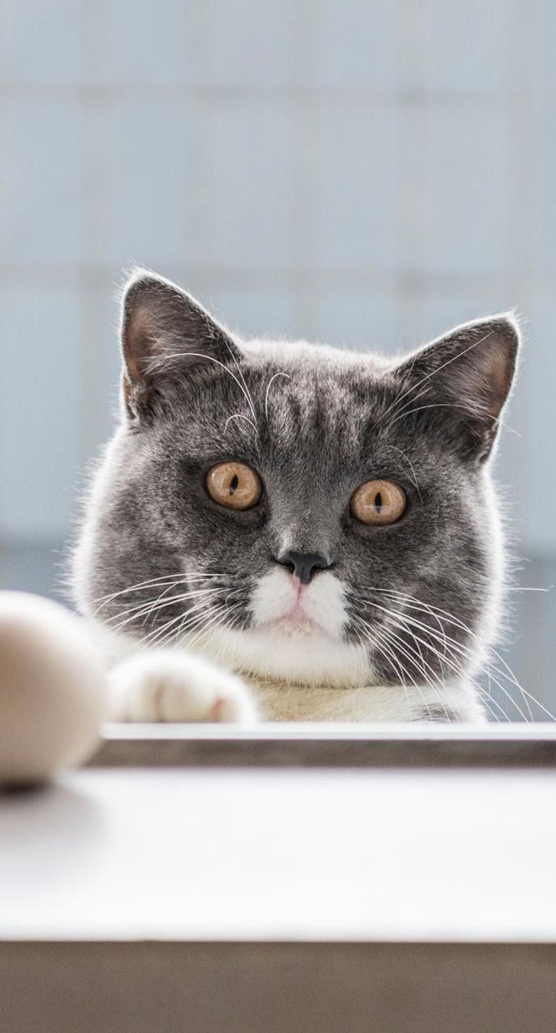 Why Does Your Cat Stare at You While You Sleep? 8 Reasons Behind the Feline Gaze