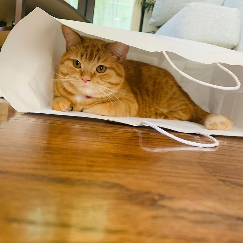 Why Is My Cat Hiding? 10 Important Reasons You Should Be Aware Of