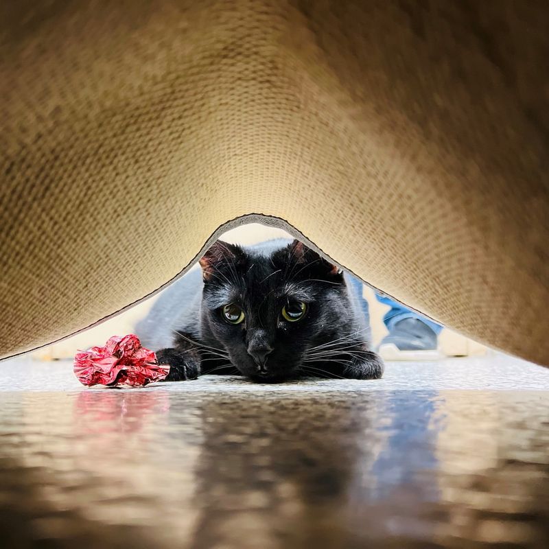 Why Is My Cat Hiding? 10 Important Reasons You Should Be Aware Of