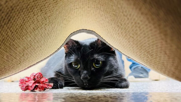 Why Is My Cat Hiding? 10 Important Reasons You Should Be Aware Of