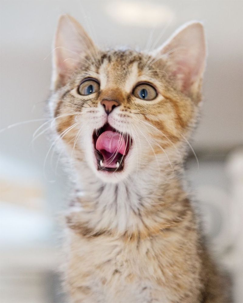 Why Is My Cat Meowing So Much? 10 Answers You Need