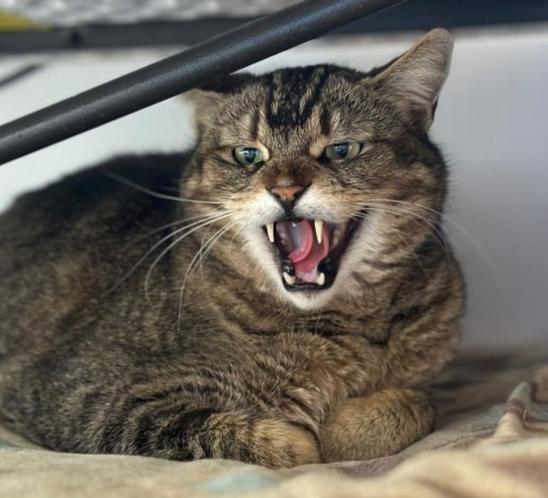 Why Is My Cat Meowing So Much? 10 Answers You Need