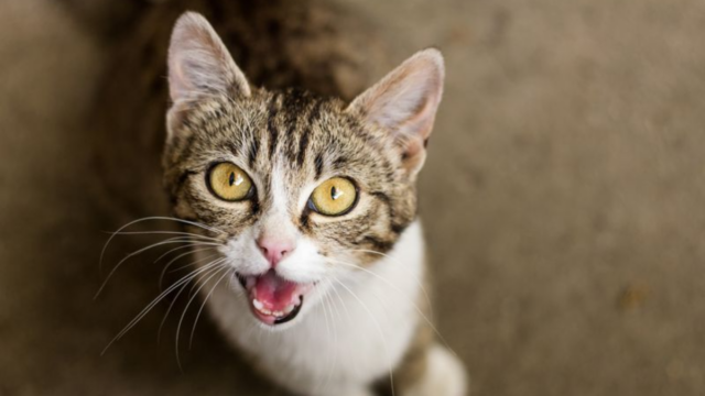 Why Is My Cat Meowing So Much 10 Answers You Need