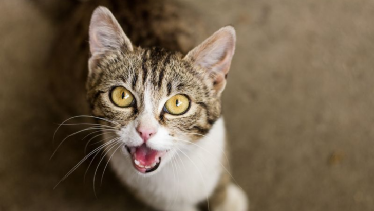 Why Is My Cat Meowing So Much? 10 Answers You Need