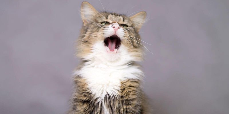 Why Is My Cat Sneezing? 7 Common Reasons Explained