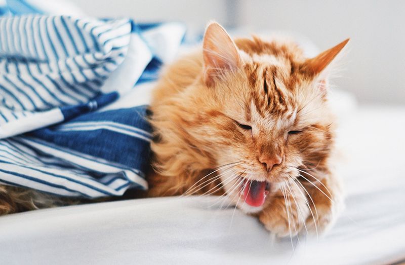 Why Is My Cat Sneezing? 7 Common Reasons Explained