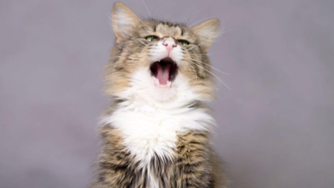 Why Is My Cat Sneezing? 7 Common Reasons Explained