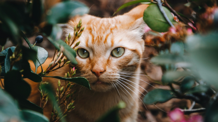 Why Orange Cats Tend to Be Male: The Fascinating Genetics Behind Their Coat Color