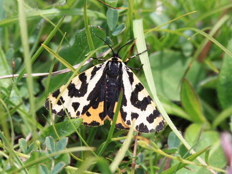 Wood Tiger Moth