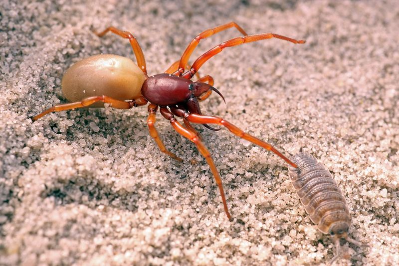 Woodlouse Hunter Spider