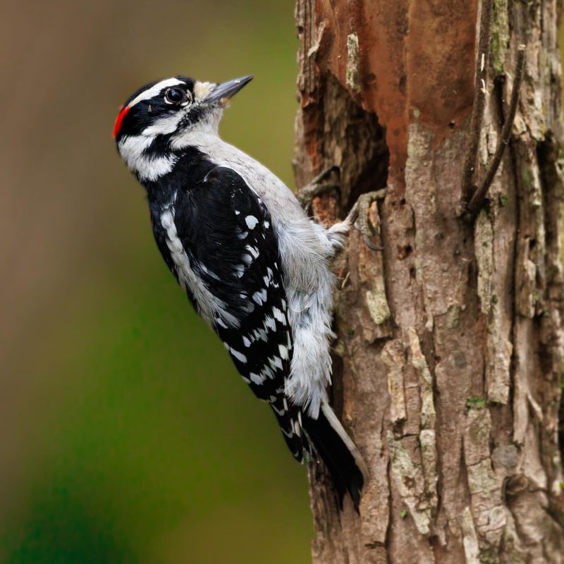 Woodpecker